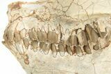 Exquisite Fossil Oreodont (Leptauchenia) Skull - South Dakota #217189-7